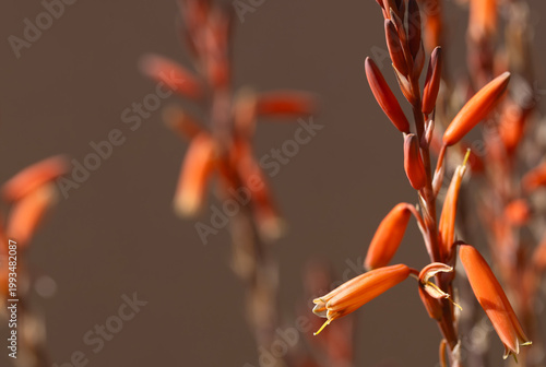 Desert Blue Elf Aloe flowers are colorful accent in Arizona landscaping using a desert, drought tolerant succulent shown in selective focus with bokeh background