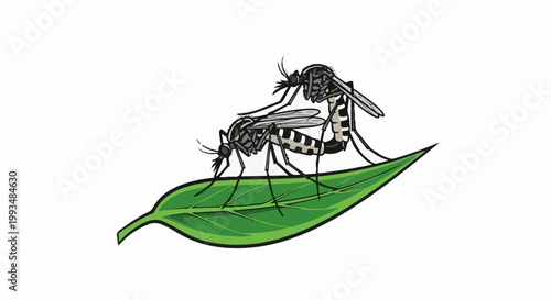 Two mosquitoes mating on a vibrant green leaf against a white background