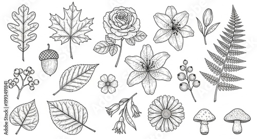 Collection of Hand Drawn Botanical Elements and Autumnal Accents.