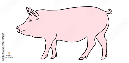 Pork, pig, hog, meat sketch, hand drawn. Vintage print, drawing pig hog silhouette, sketch ink pencil style drawing. Butchery pork pig silhouette, animal, meat shop. Vector Illustration