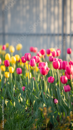 colorful tulips in the garden