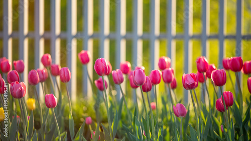 spring tulips in the garden
