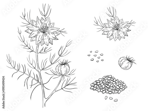 Sketch set of Nigella sativa flowers, leaves and seeds isolated on white background. Outline flowers are element for design. Hand drawn contour lines. Vector illustration