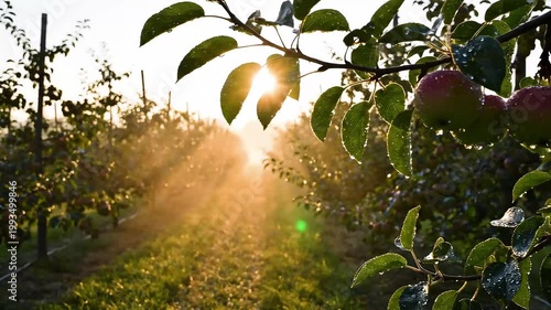 Sunlit apple orchard at sunrise, dew on leaves and red apples on a branch, warm golden rays and bokeh background, tranquil rural agriculture scene.