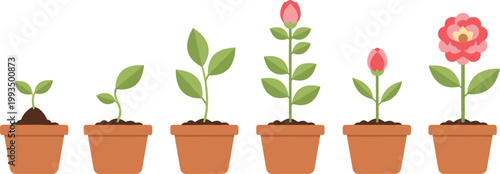 Plant growth stages from seedling to blooming flower in pots in flat vector illustration isolated on light background for gardening and education concepts