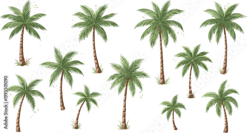 Set of realistic tropical palm trees with detailed trunks and lush green leaves in flat vector illustration isolated on light background for summer design