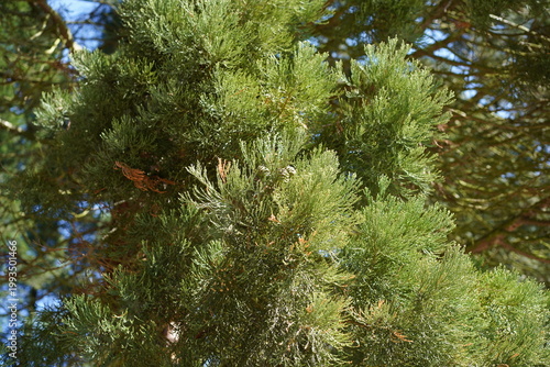 Nahaufnahme der Nadeln und jungen Zapfen eines Riesenmammutbaums (Sequoiadendron giganteum)