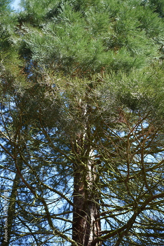 Stamm und Krone eines Riesenmammutbaums (Sequoiadendron giganteum) bei Sonnenschein