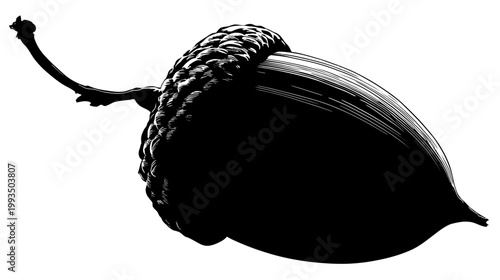 Black and white acorn illustration isolated on white background