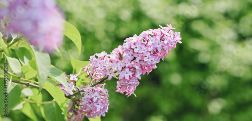 Branch with spring lilac flowers in garden isolated on green.
