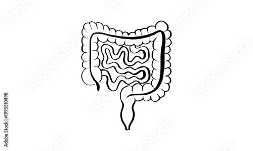 Human intestine sketch