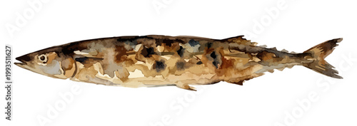 Watercolor-style fresh Pacific saury illustration, Japanese Sanma fish for autumn harvest ／ 水彩さんま