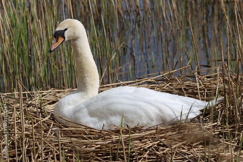 the mute swan (Cygnus olor) on its nest amongst reeds