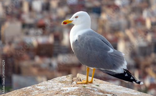 Single western yellow legged gull bird, latin Larus michahellis, observed in January on Mediterranean sea coast in Alicante city in Velencia region of Spain