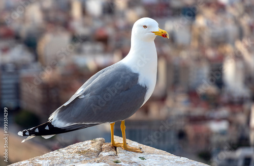 Single western yellow legged gull bird, latin Larus michahellis, observed in January on Mediterranean sea coast in Alicante city in Velencia region of Spain