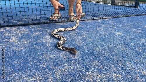 A snake on a blue padel court near the net while a person reaches with a smartphone. Unusual wildlife encounter in a sports setting
