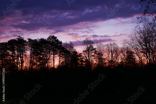 Silhouetted Trees Against Vibrant Sunset