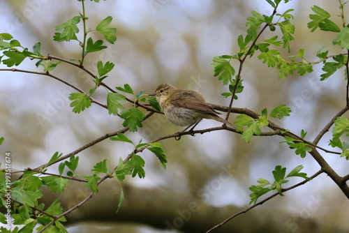 the Iberian chiffchaff (Phylloscopus ibericus) a very rare visitor to the UK