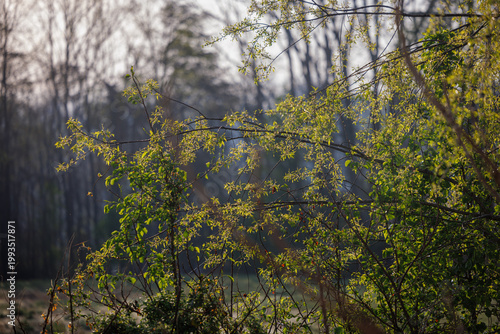 Spring Foliage in Soft Morning Light