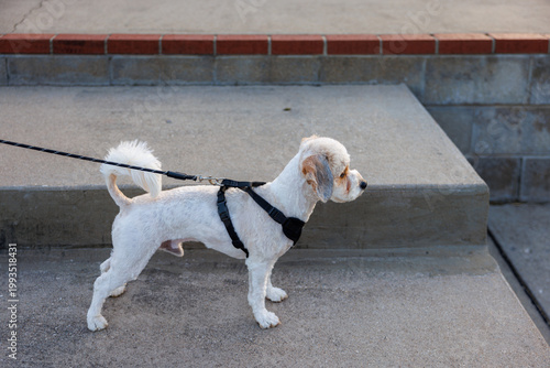 Small Dog on Leash by Concrete Steps