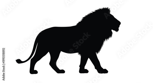 A majestic african lion walking powerfully presented in striking black silhouette