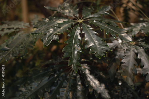 Konstfotografi close-up of glossy dark-green tropical leaves with serrated lobes and water drop