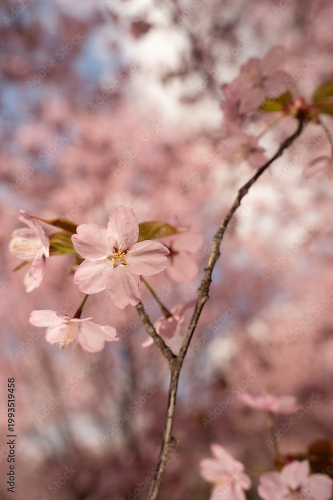 Fototapeta premium close-up of a single pink cherryblossom on a slender branch against a soft pastel bokeh of blooming trees in sunlit spring, delicate petals and warm tones conveying a dreamy, tranquil mood