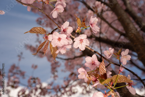 close-up of delicate pink cherry blossoms clustered on a sunlit spring tree branch, soft blue sky and blurred bokeh background, warm golden leaves creating a serene romantic atmosphere, leadinglines