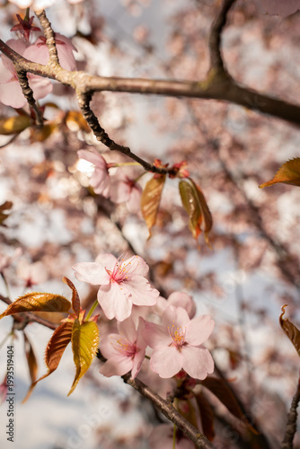 close-up of delicate pink cherry blossoms and fresh coppery leaves on sunlit branches in a spring canopy, soft golden backlight and dreamy bokeh creating a tranquil, romantic pastel atmosphere