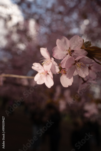 close-up of pale-pink cherry blossoms (sakura) on a slender branch with visible stamens, framed by dreamy muted-pink bokeh and blurred figures in a park walkway, evoking a serene springtime mood