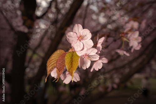 close-up view of pale pink cherry blossoms with delicate stamens and newly unfurled copper-green leaves on a branch, warm sunlight and soft bokeh creating an intimate springtime mood, sunlight