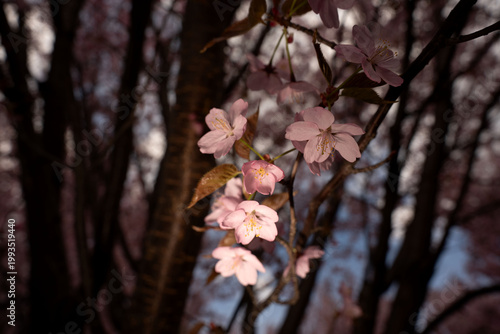close-up of delicate pink cherry blossoms clustered on dark branches at dusk in a quiet woodland, warm soft light illuminating petals and yellow stamens against blurred trunks and sky, vignette
