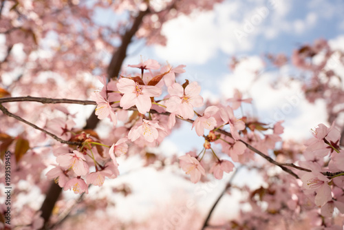 soft close-up of pink cherry blossoms on delicate branches against a bright blue sky with fluffy white clouds, evoking gentle springtime light, warmth, and natural tranquility, framing, diagonal