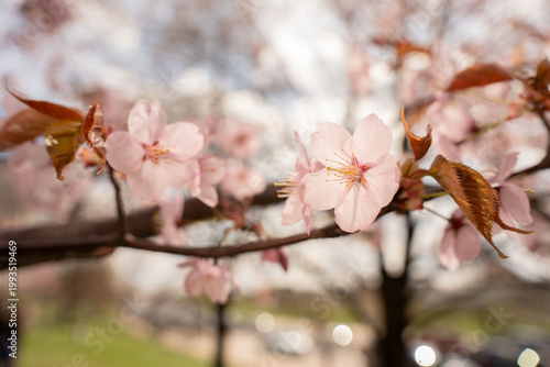 soft pink cherry blossoms in delicate closeup on a sunlit spring branch in an urban park, warm pastel tones, shallow depth with bokeh highlights conveying a serene, romantic, tranquil atmosphere