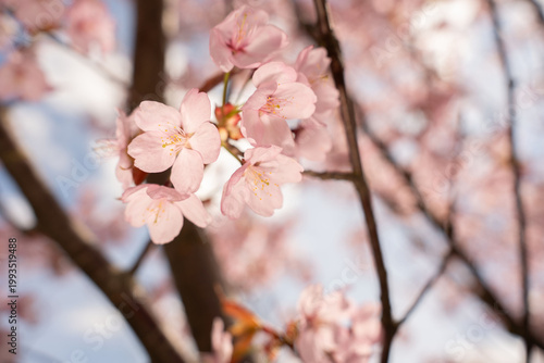 close-up of delicate pale-pink cherry blossoms clustered on a tree branch in soft spring sunlight, with shallow depth-of-field and pastel bokeh background conveying a serene dreamy mood, framing