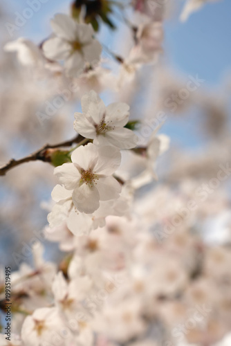 close-up of delicate white cherry blossom cluster on a slender branch framed against a soft blue spring sky, soft-pastel bokeh and shallow depth conveying serene, romantic, ethereal mood with sunlit h