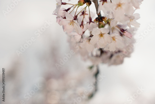 close-up of delicate pale-pink cherry blossoms clustered on a slender branch, soft dreamy bokeh and muted white background evoking serene springtime romance with gentle light and minimal composition