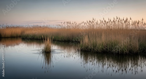 Calm lake scene with tall reeds reflecting in the water at sunset.