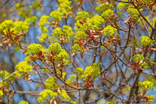 Obraz na płótnie Flowering Norway maple in spring