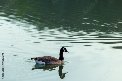 Solitary Goose on Calm Lake