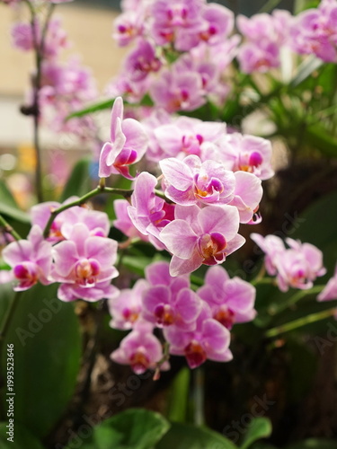 Blooming pink orchids against the background of green leaves. Close-up of a Phalaenopsis. Floristic design, blurred background. A home tropical plant.Vertical orientation.