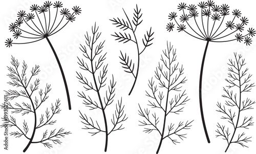 Set of Dill Plant Sprigs and Seed Umbel