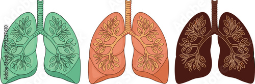 Human lungs anatomy set healthy and diseased lungs medical illustration vector collection