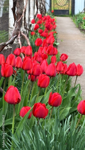 red tulips in the garden