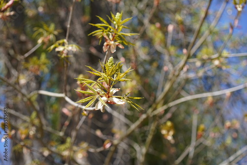 Austrieb der Ohio-Rosskastanie ((Aesculus glabra) mit Knospenschuppen und Blütenansatz im Frühling bei Sonnenschein