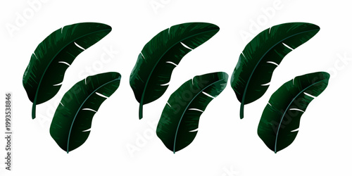 A collection of vibrant dark green banana leaves against a white background