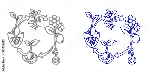 Minimalist Plant Life Cycle Diagram, Navy Blue Outline Vector Illustration showing Seed Germination, Sprout Growth, Flowering, and Seed Production for Biology, Education, and Botany