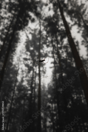 Canvas Print Misty forest with towering trees disappearing into dense fog, showcasing the ser
