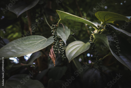 Schilderij op canvas Green peppercorns are harvested from the Piper nigrum vine in tropical regions o