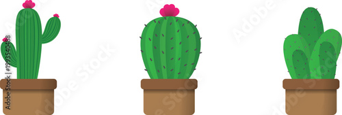 A trio of festive cacti with vibrant flowers and spines